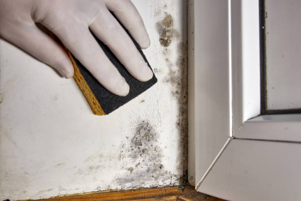 Best Emergency Mold Remediation  in Dunstan, ME